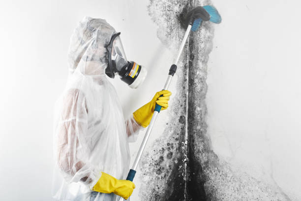 Best Black Mold Removal  in Blue Mound, IL