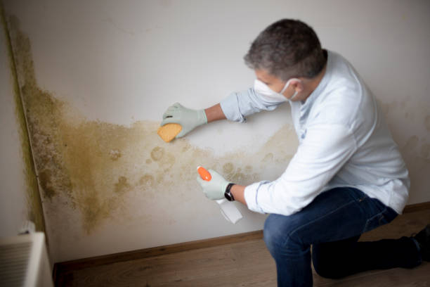 Best Mold Damage Restoration  in Blue Mound, IL