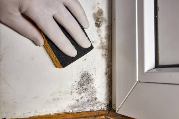 Best Comprehensive Air Testing for Mold Contaminants  in Blue Mound, IL